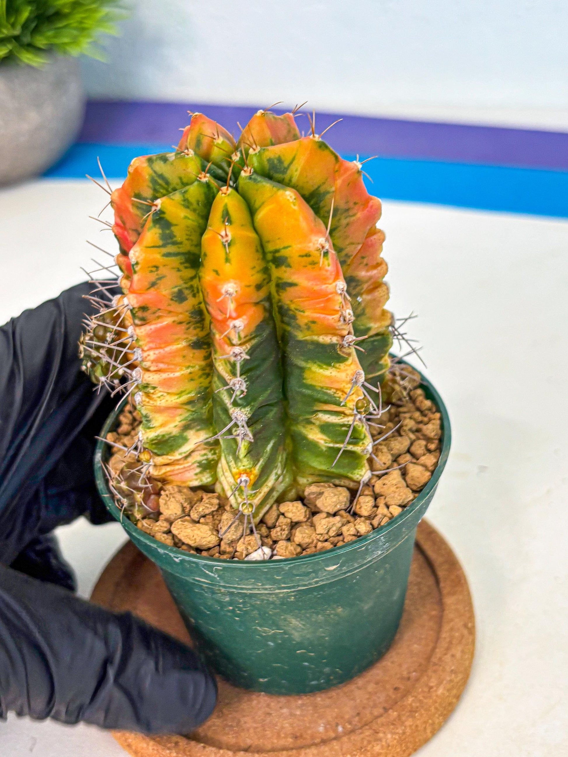 Gymnocalycium Saffron (gy6) (y5) | Special Hybrid cactus