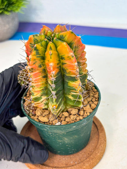 Gymnocalycium Saffron (gy6) (y5) | Special Hybrid cactus