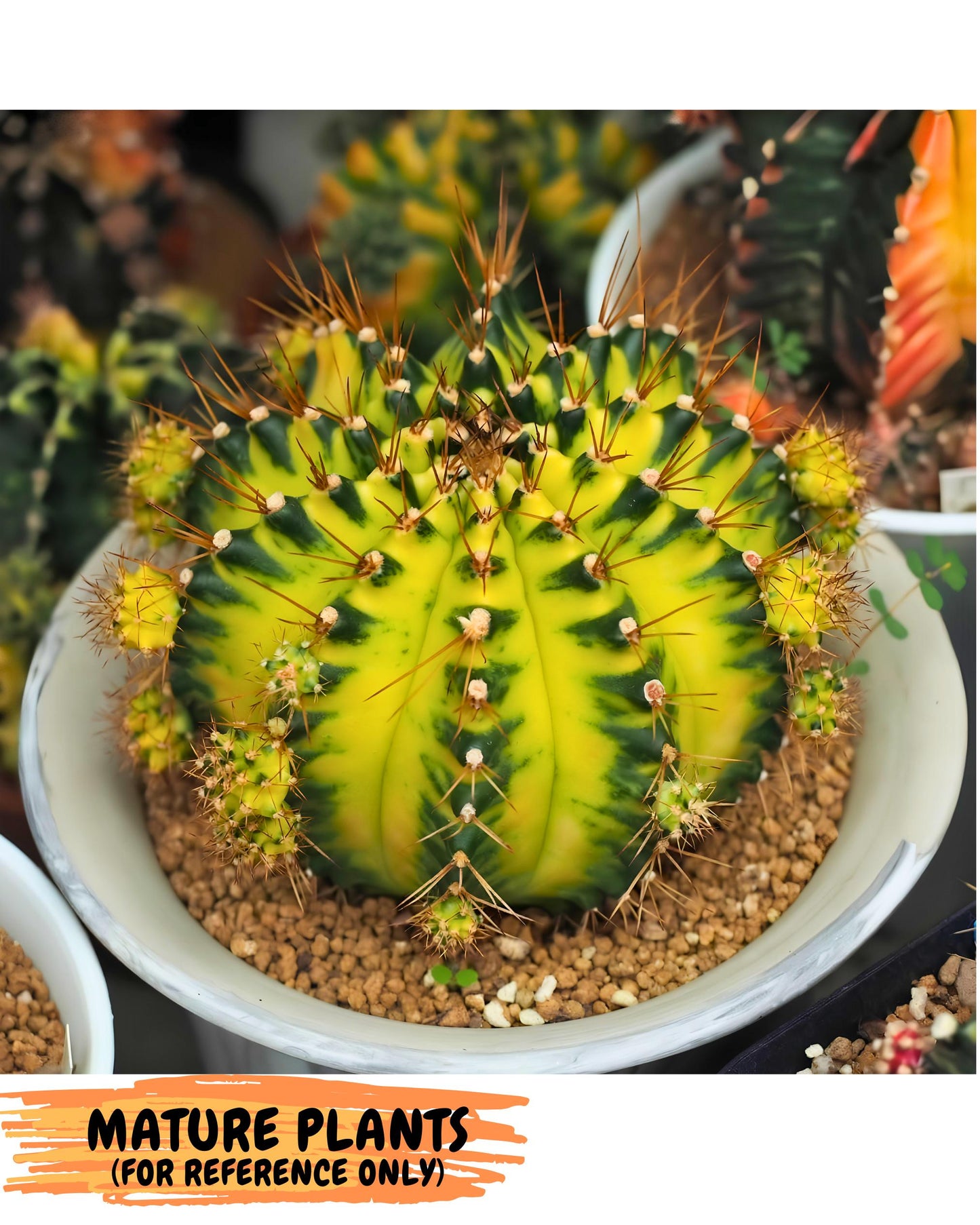Gymnocalycium Moon Crown (gy6) (y6) | Hybrid cactus