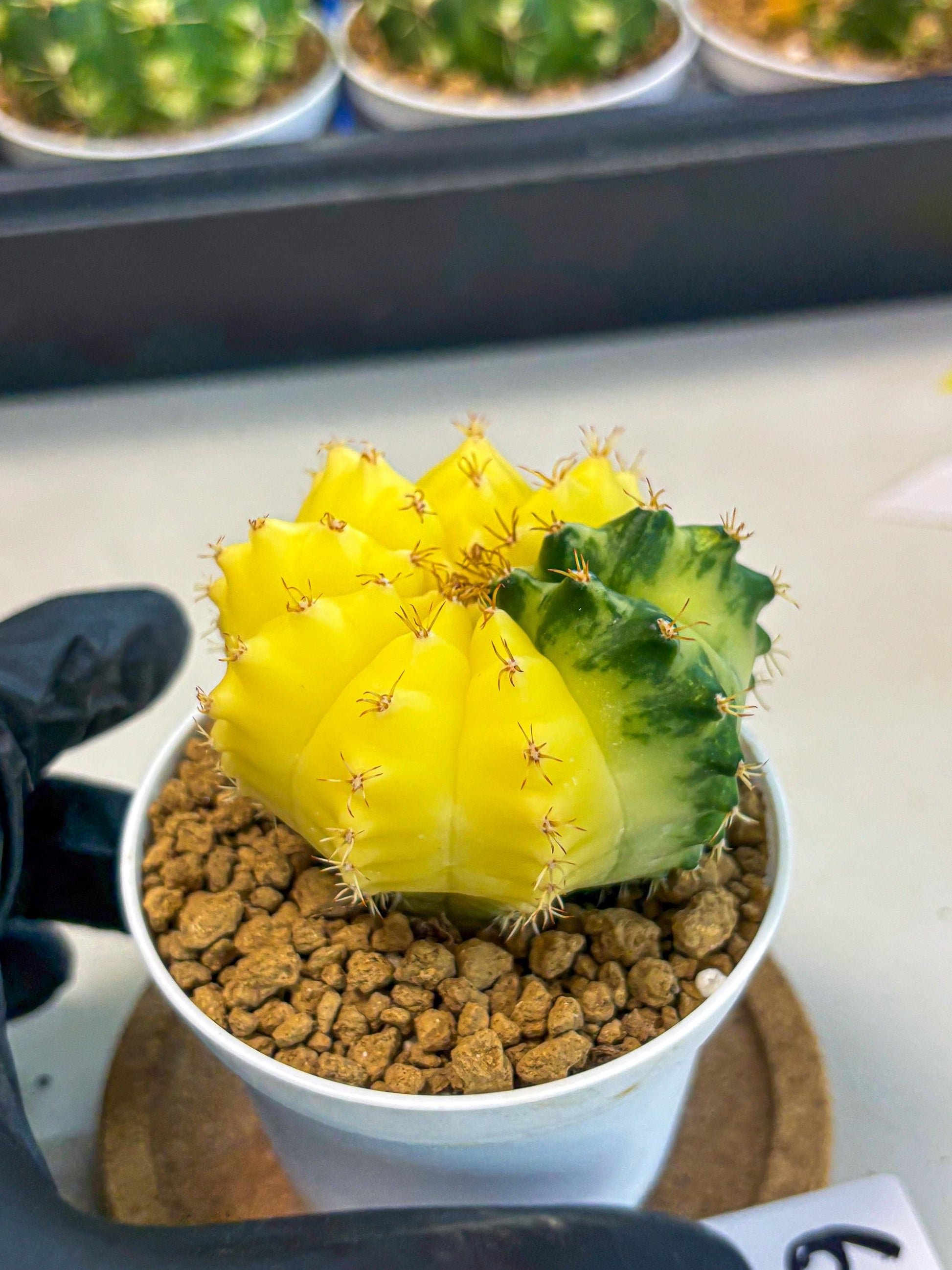 Gymnocalycium Moon Crown (gy6) (y6) | Hybrid cactus