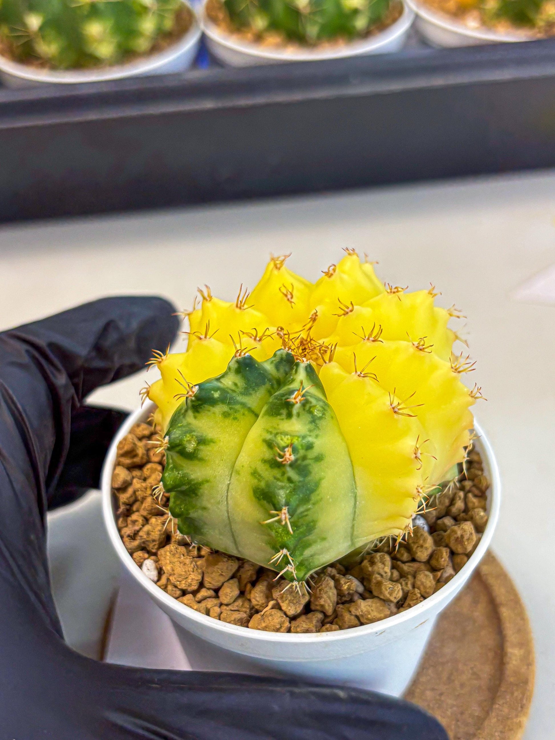 Gymnocalycium Moon Crown (gy6) (y6) | Hybrid cactus