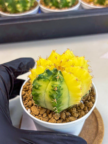 Gymnocalycium Moon Crown (gy6) (y6) | Hybrid cactus