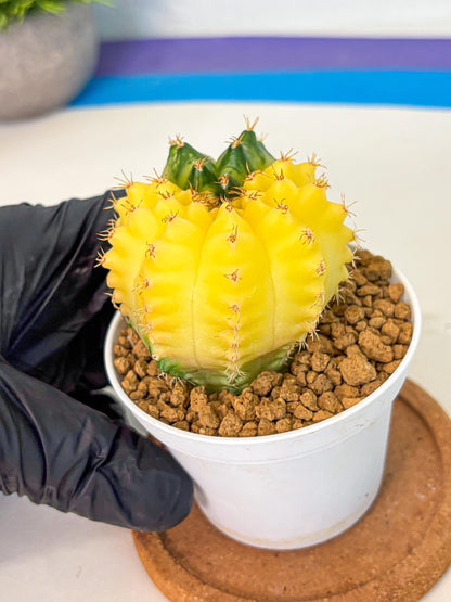 Gymnocalycium Moon Crown (gy6) (y6) | Hybrid cactus