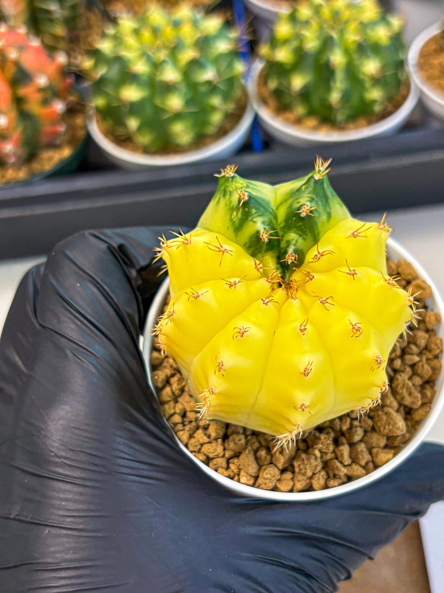 Gymnocalycium Moon Crown (gy6) (y6) | Hybrid cactus