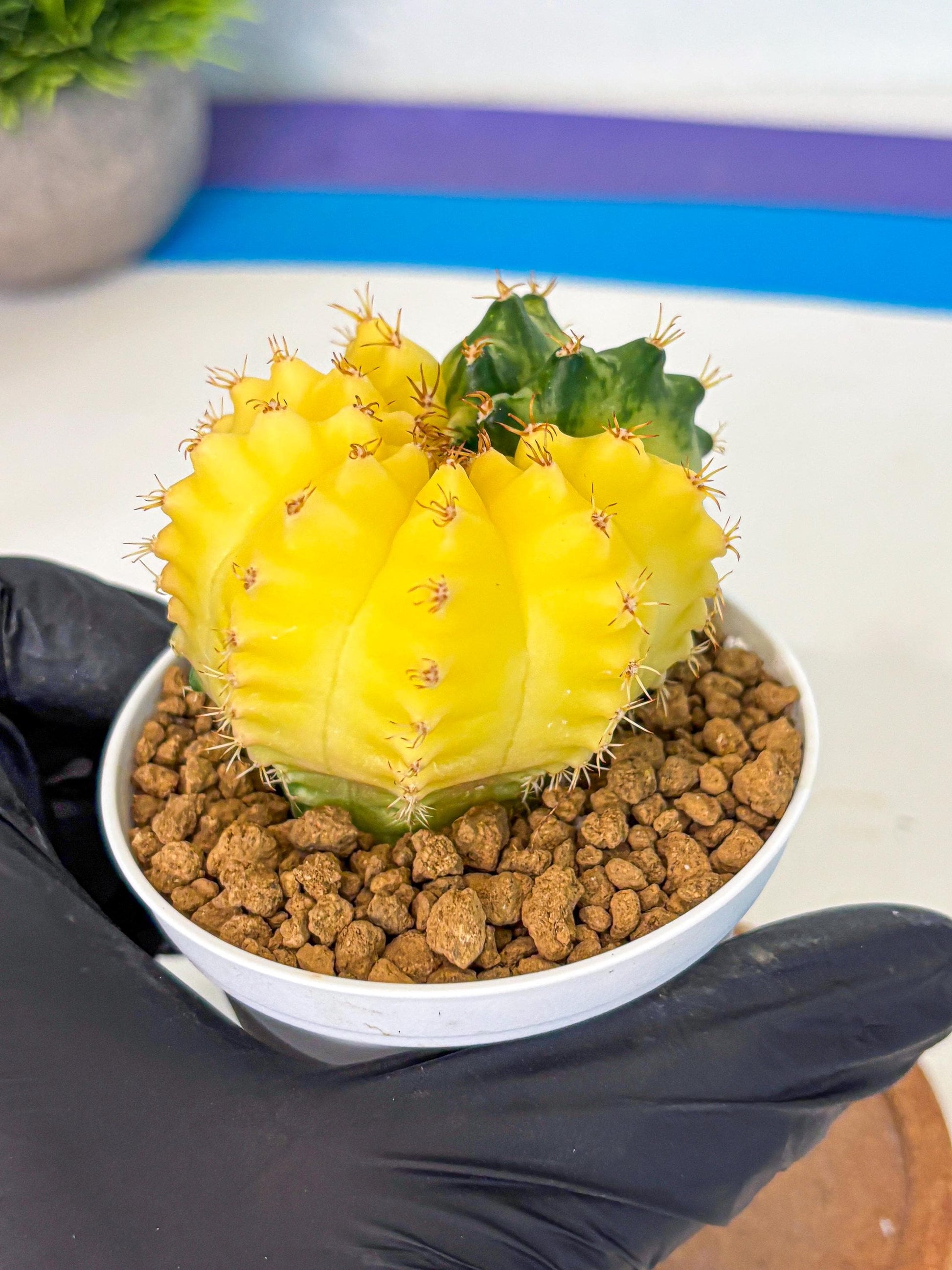 Gymnocalycium Moon Crown (gy6) (y6) | Hybrid cactus