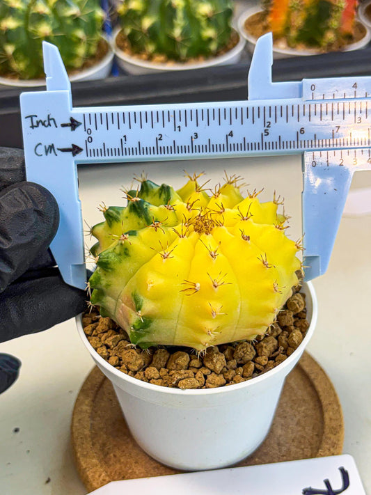 Gymnocalycium Moon Crown (gy6) (y7) | Hybrid cactus