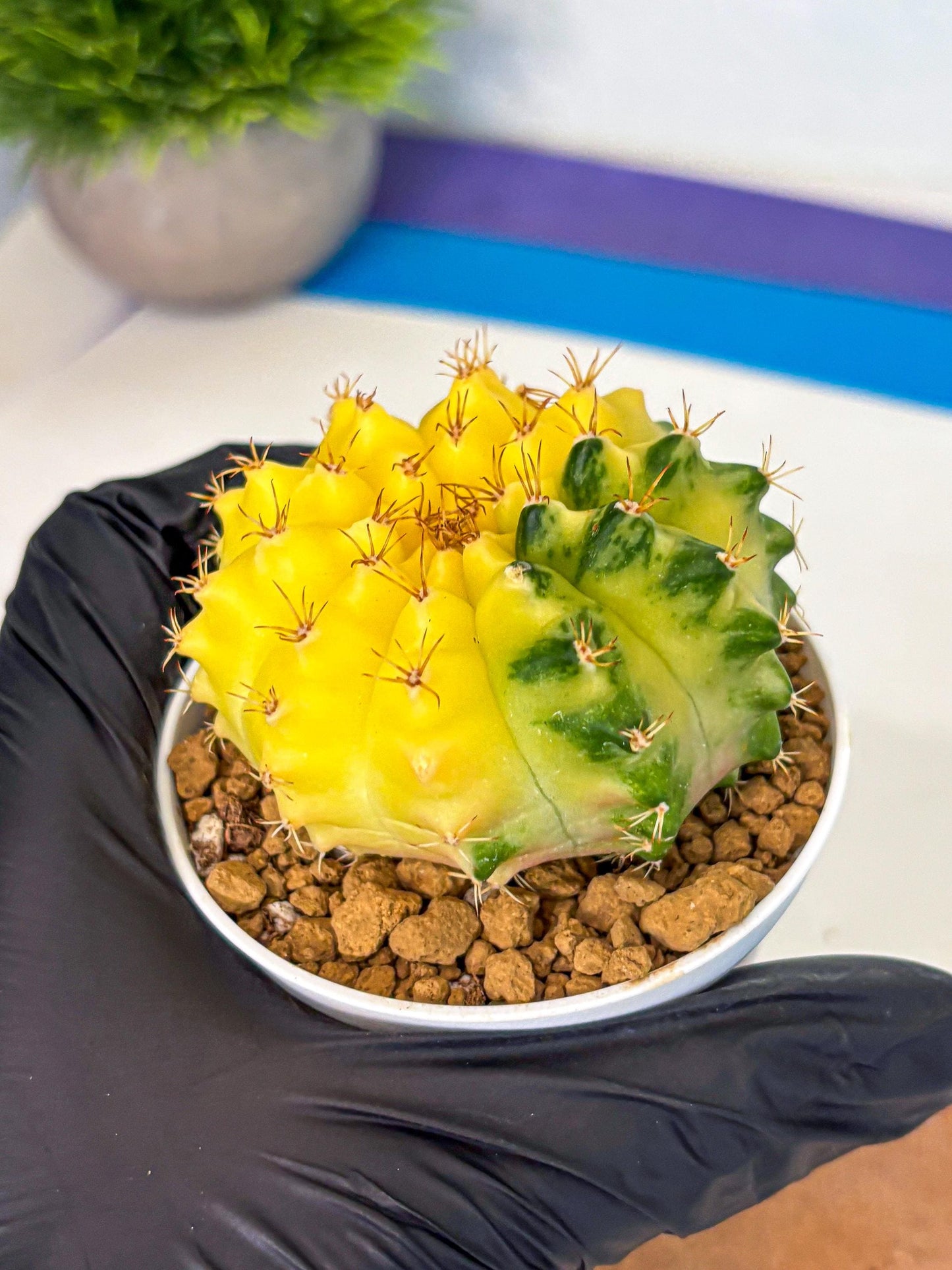 Gymnocalycium Moon Crown (gy6) (y7) | Hybrid cactus