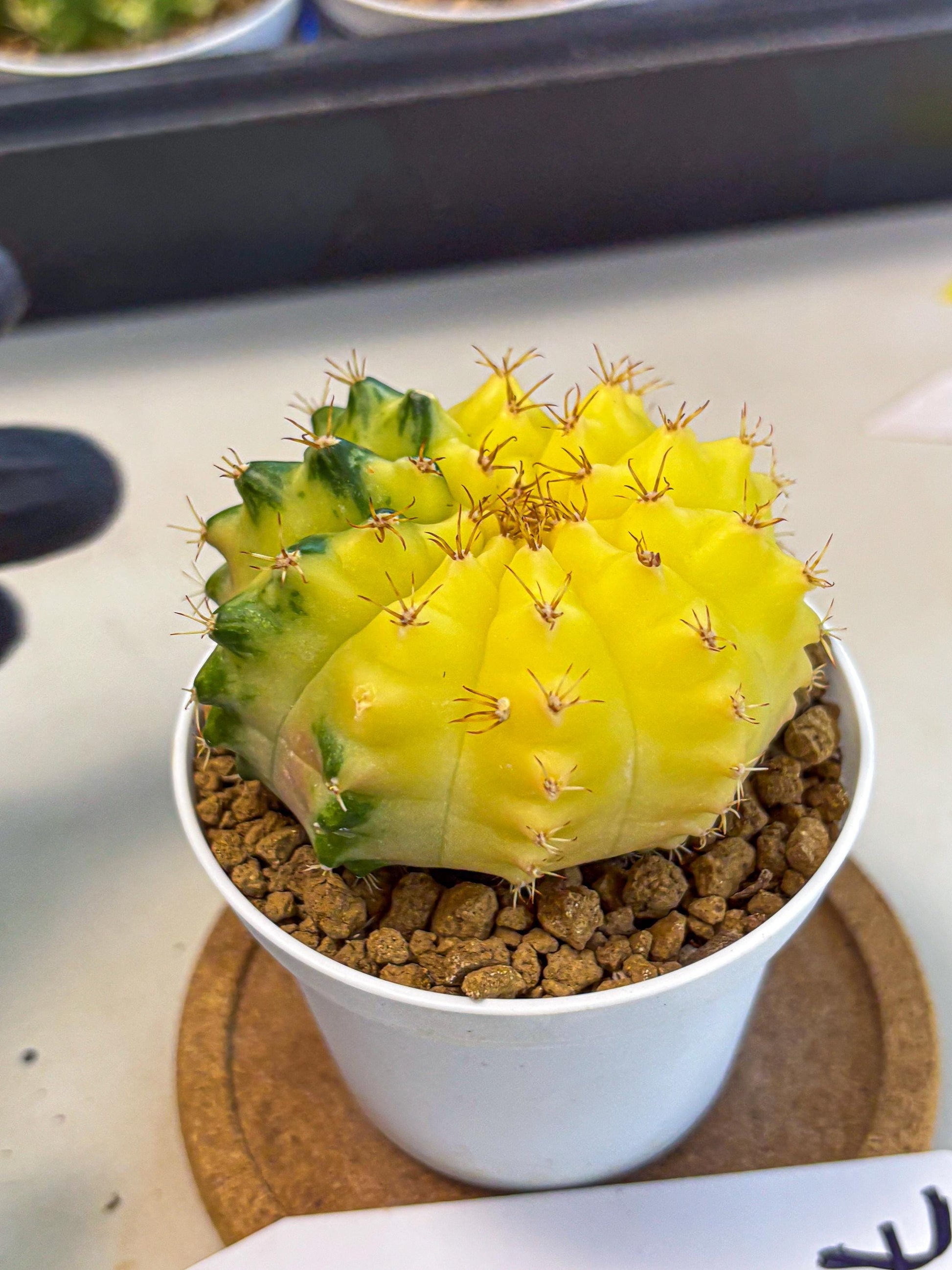 Gymnocalycium Moon Crown (gy6) (y7) | Hybrid cactus