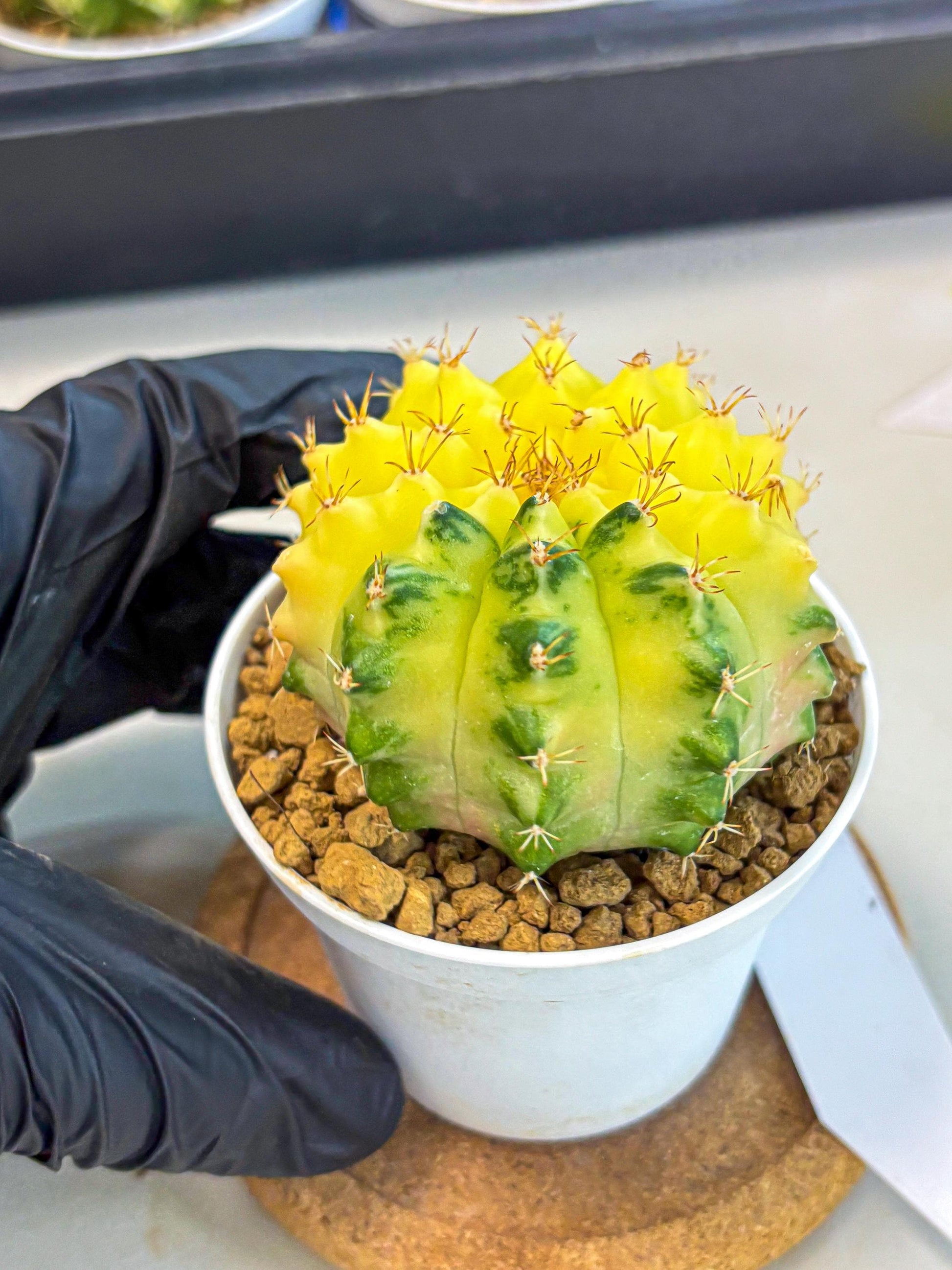 Gymnocalycium Moon Crown (gy6) (y7) | Hybrid cactus
