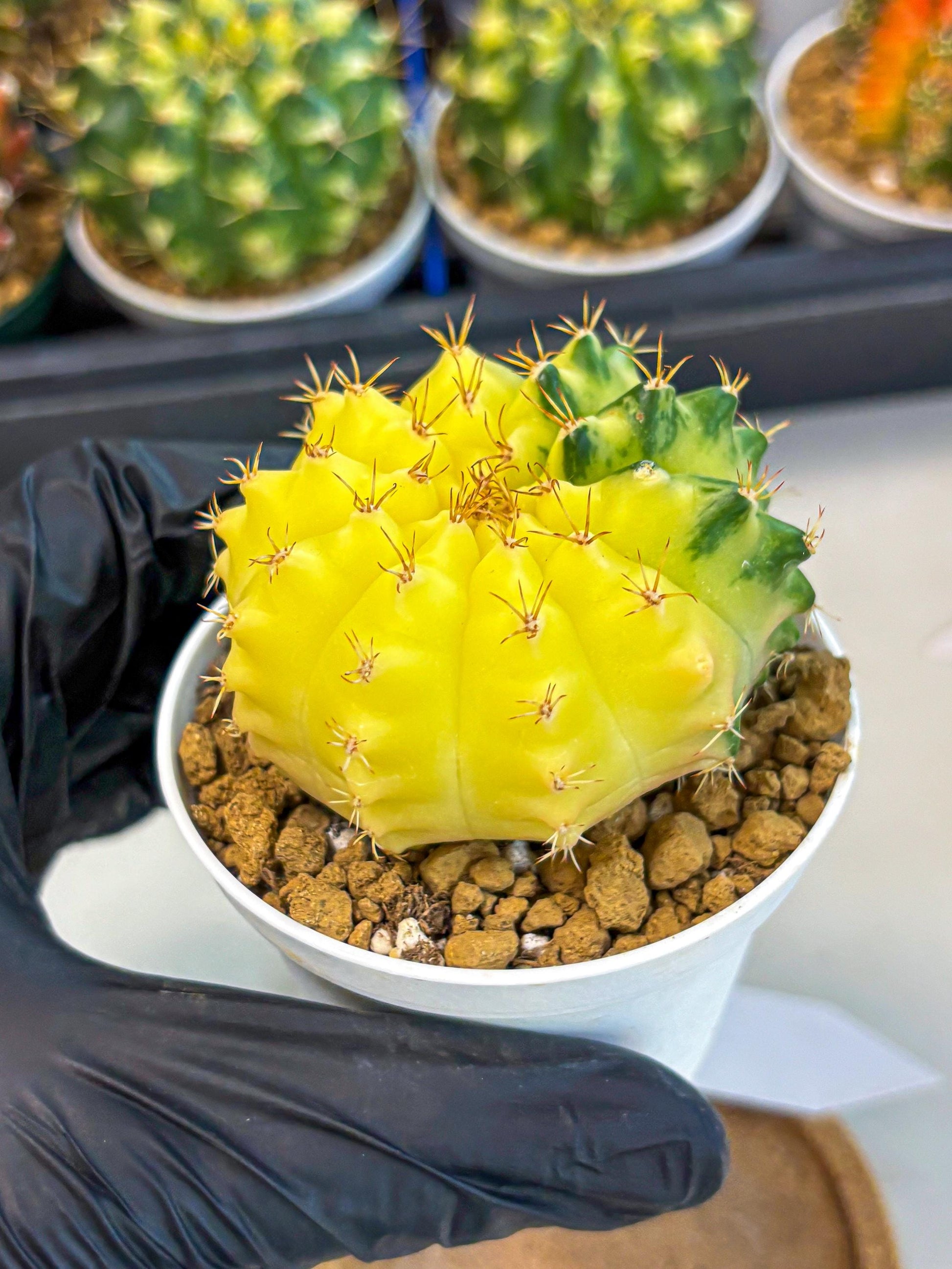 Gymnocalycium Moon Crown (gy6) (y7) | Hybrid cactus