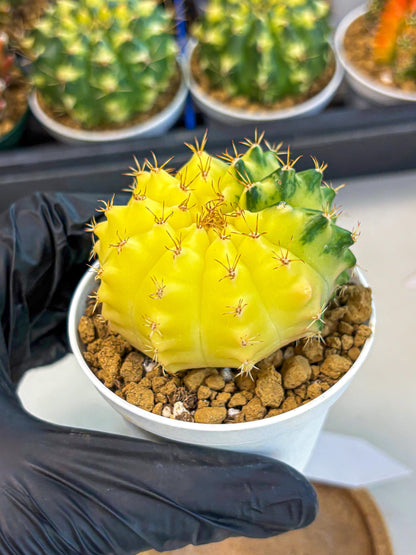Gymnocalycium Moon Crown (gy6) (y7) | Hybrid cactus