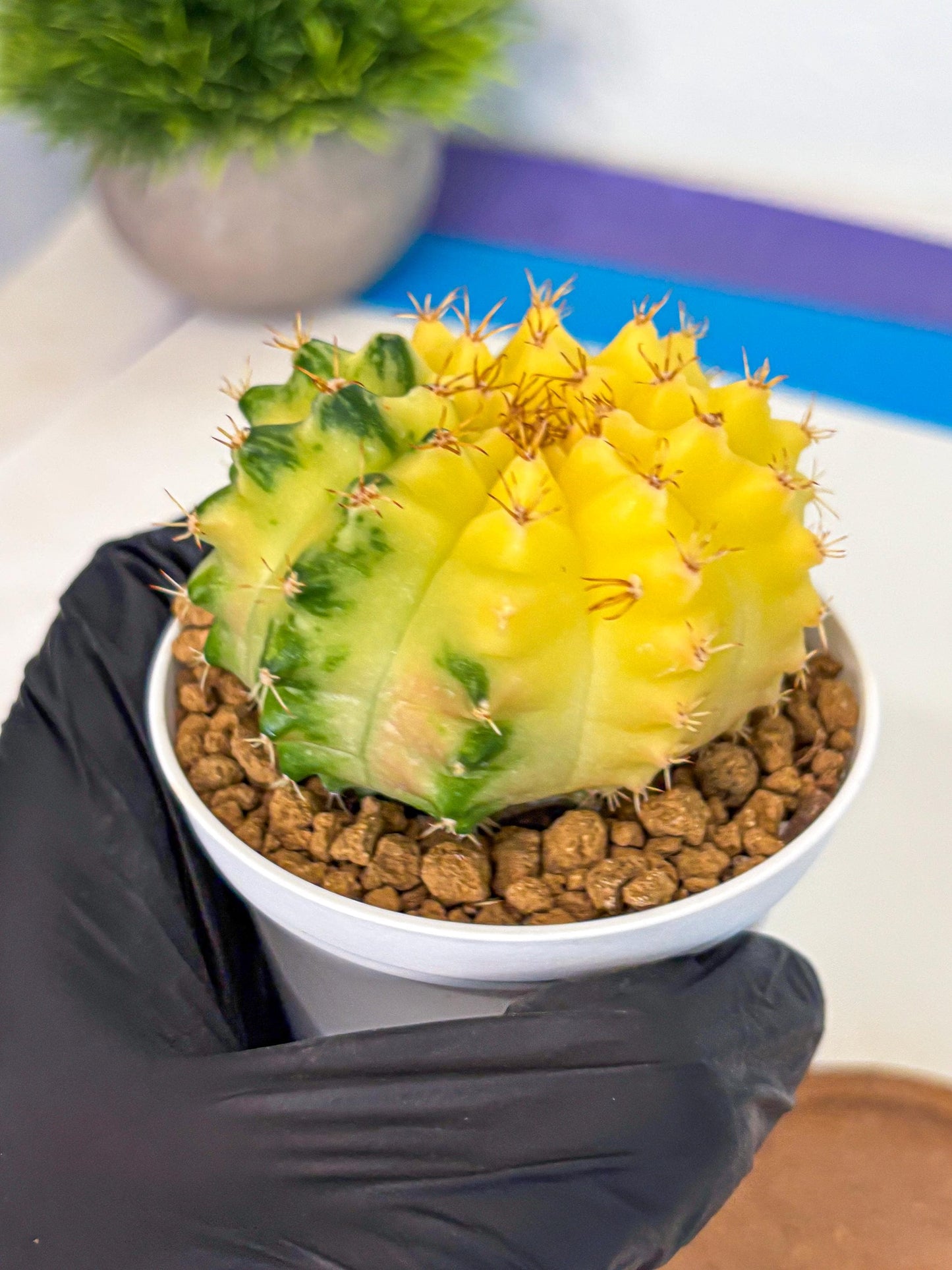 Gymnocalycium Moon Crown (gy6) (y7) | Hybrid cactus