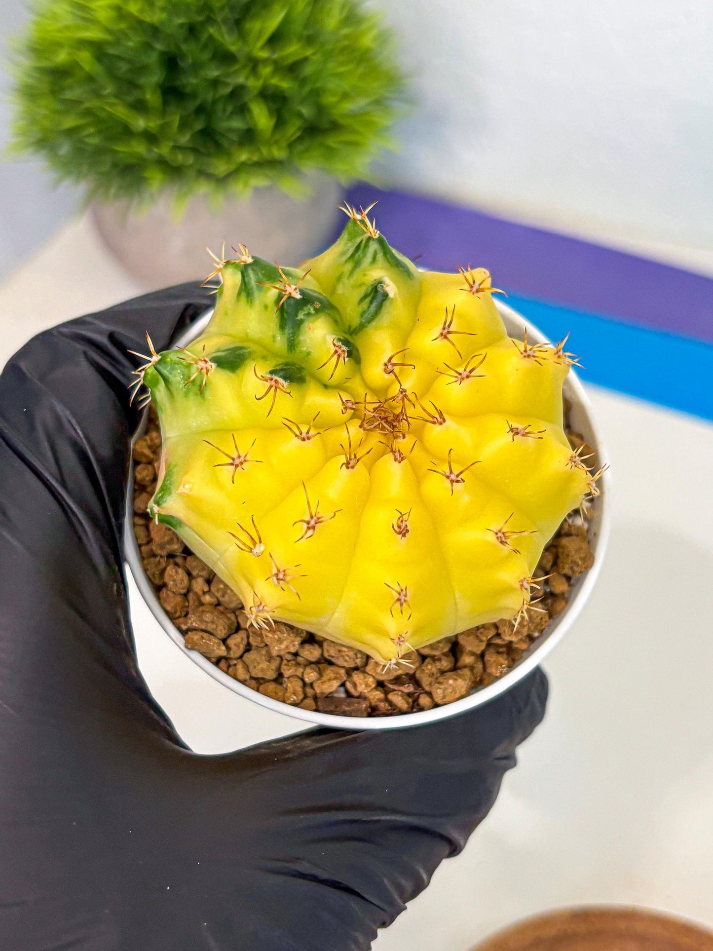 Gymnocalycium Moon Crown (gy6) (y7) | Hybrid cactus
