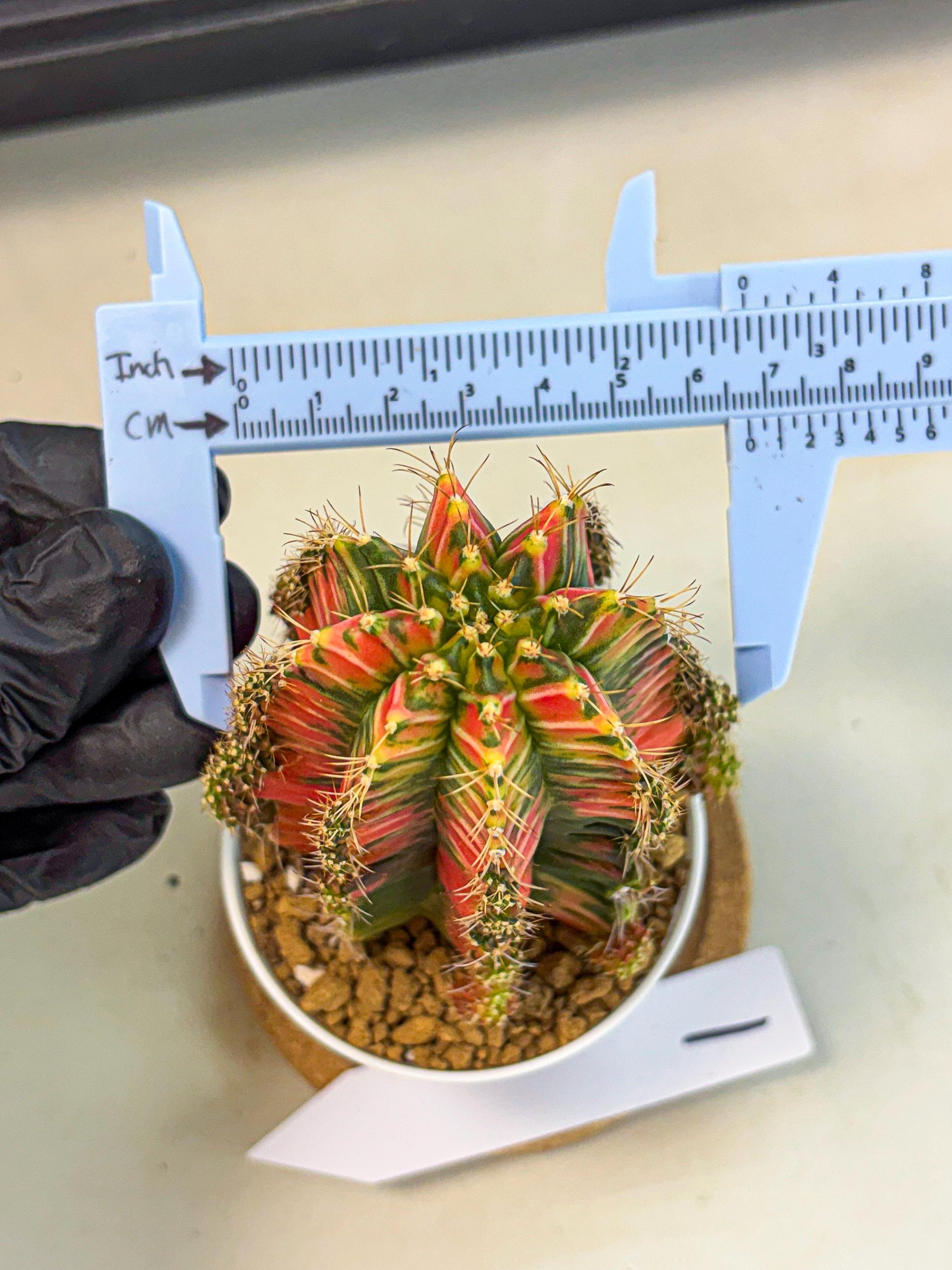 Gymnocalycium Ladybug (gy6) (b1) | Special Hybrid cactus