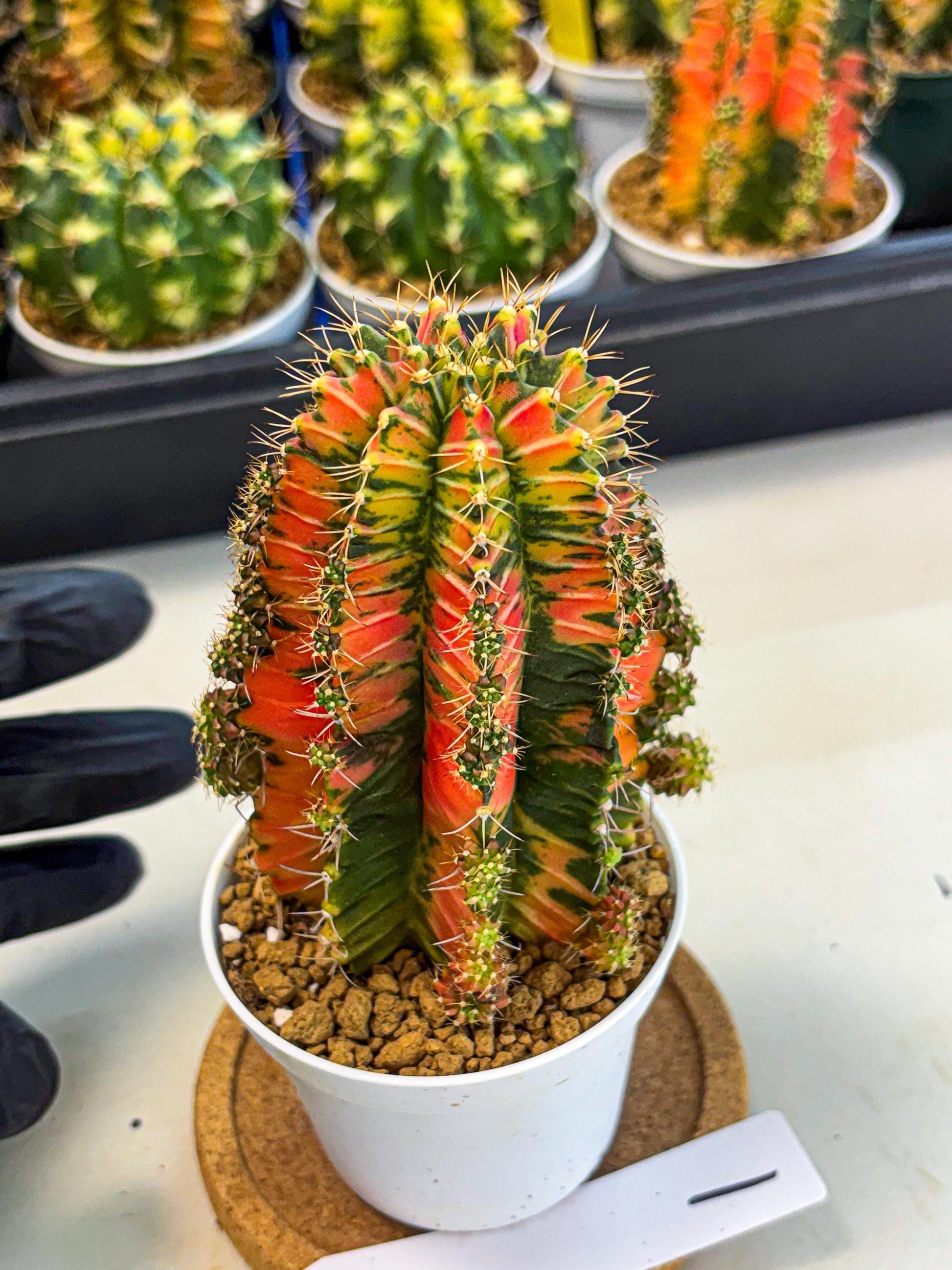 Gymnocalycium Ladybug (gy6) (b1) | Special Hybrid cactus