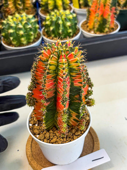Gymnocalycium Ladybug (gy6) (b1) | Special Hybrid cactus