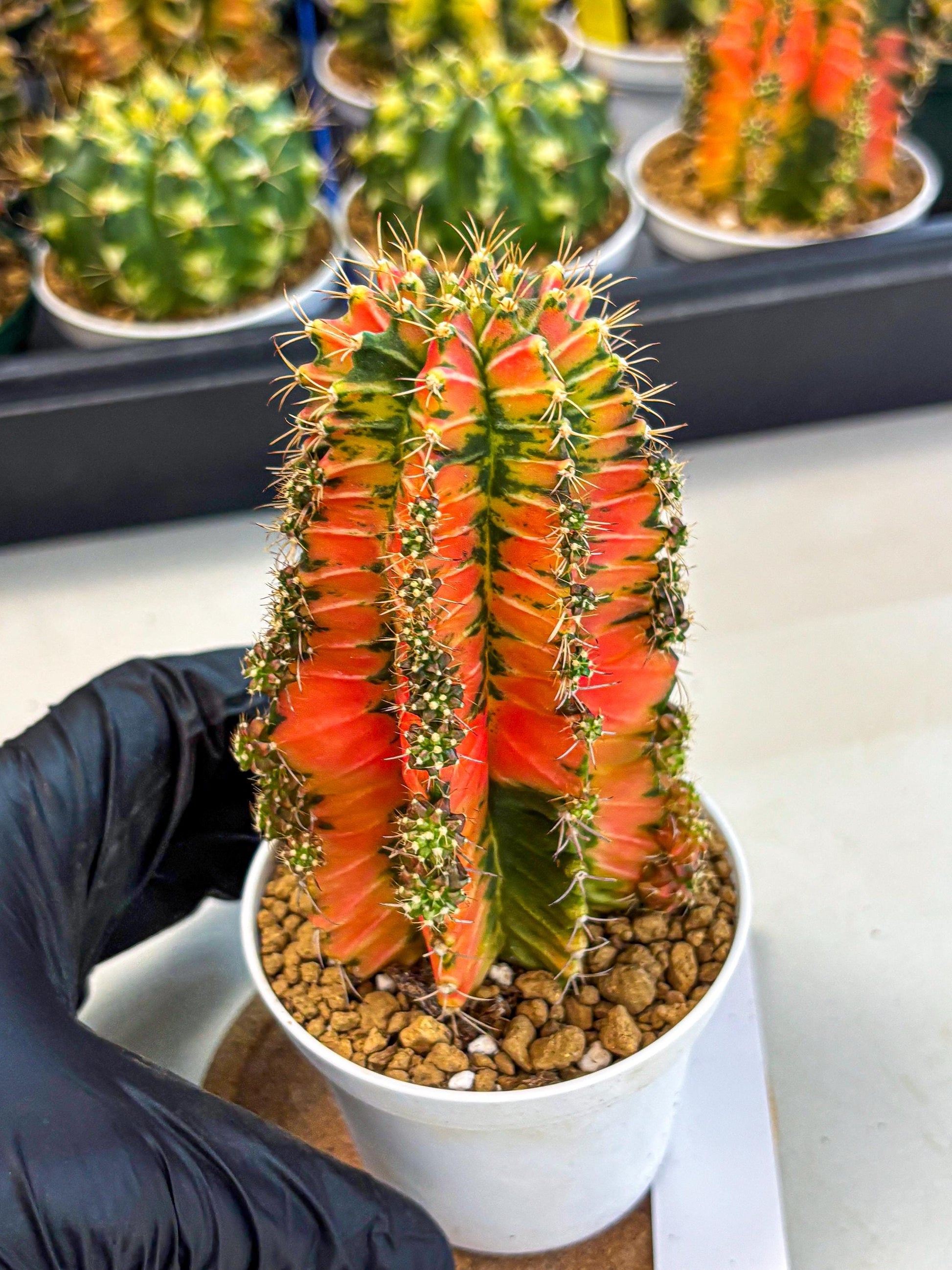 Gymnocalycium Ladybug (gy6) (b1) | Special Hybrid cactus