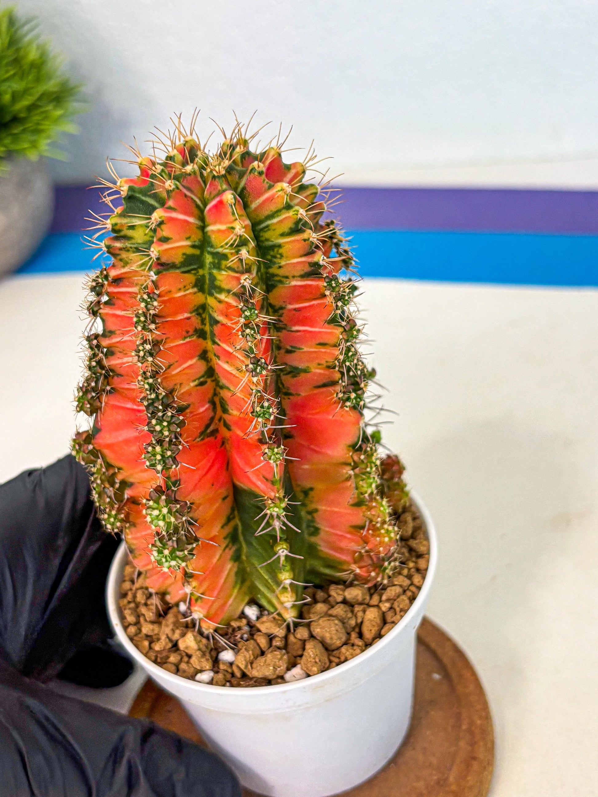 Gymnocalycium Ladybug (gy6) (b1) | Special Hybrid cactus