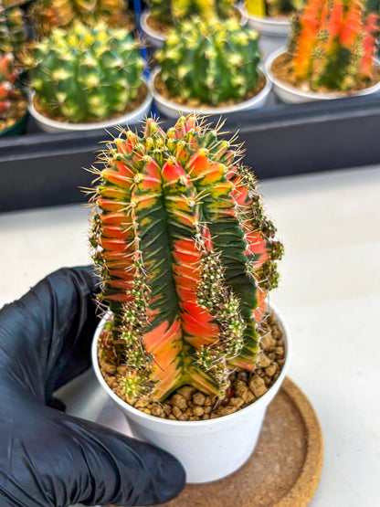Gymnocalycium Ladybug (gy6) (b1) | Special Hybrid cactus