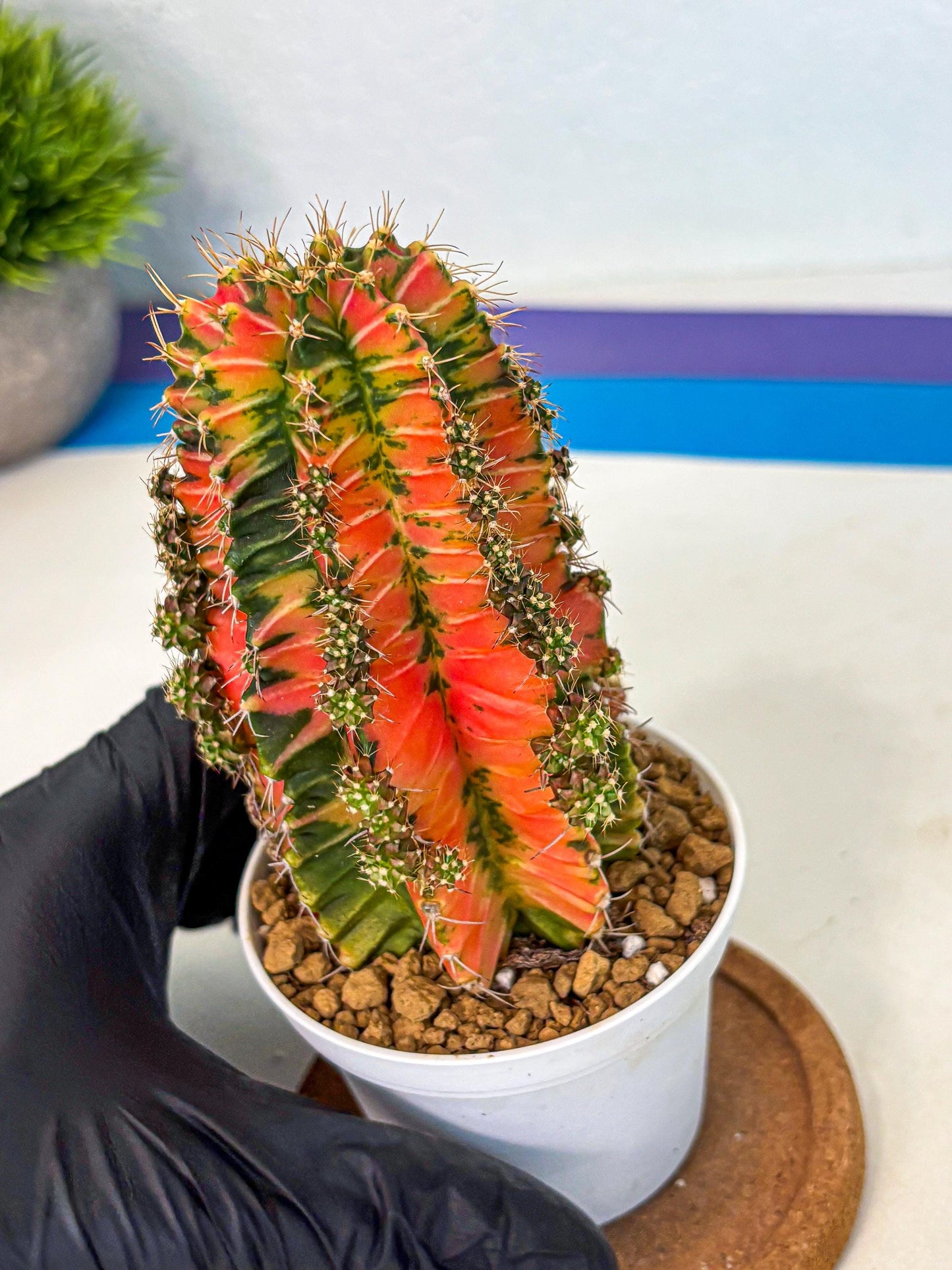 Gymnocalycium Ladybug (gy6) (b1) | Special Hybrid cactus