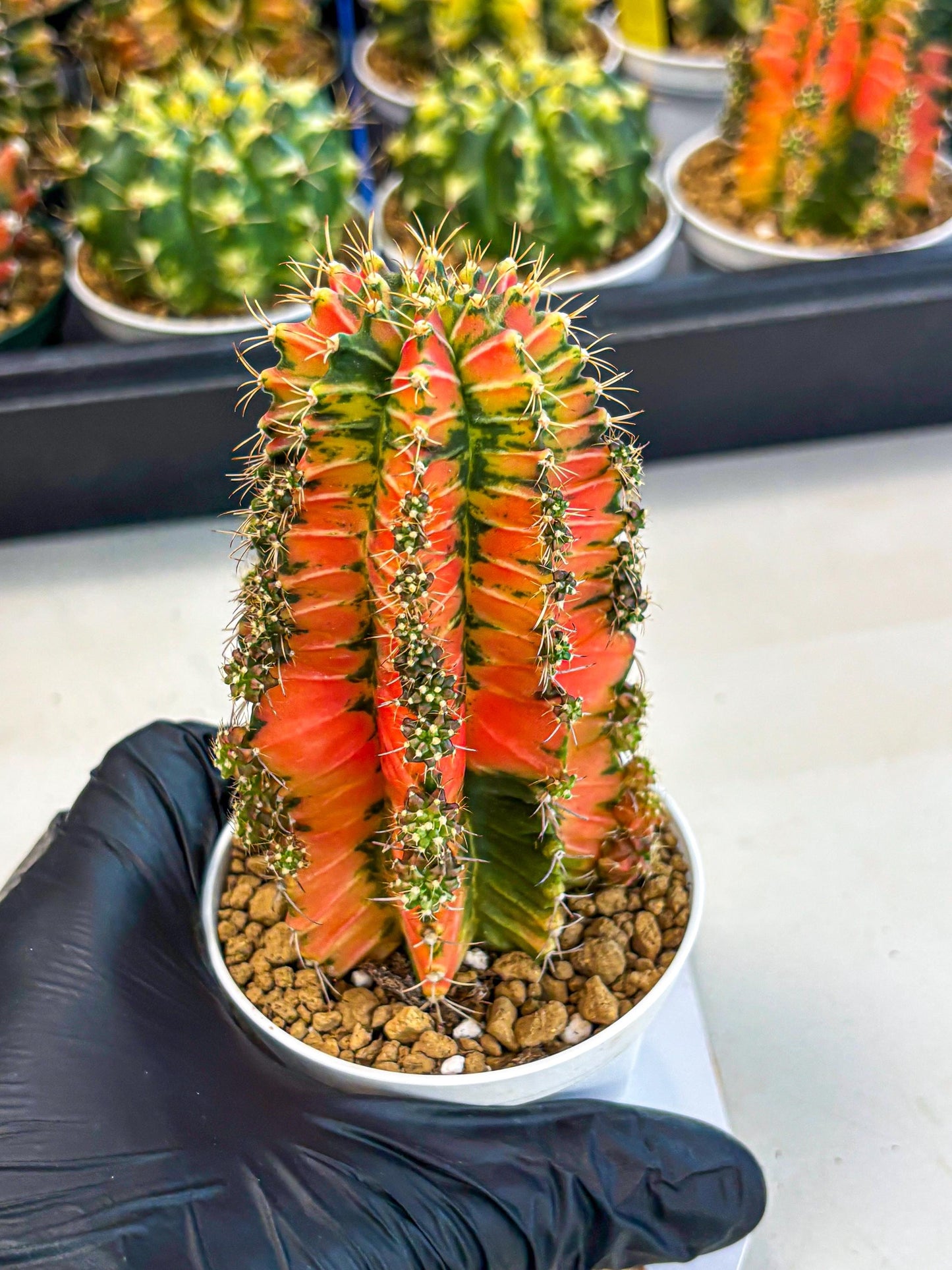 Gymnocalycium Ladybug (gy6) (b1) | Special Hybrid cactus