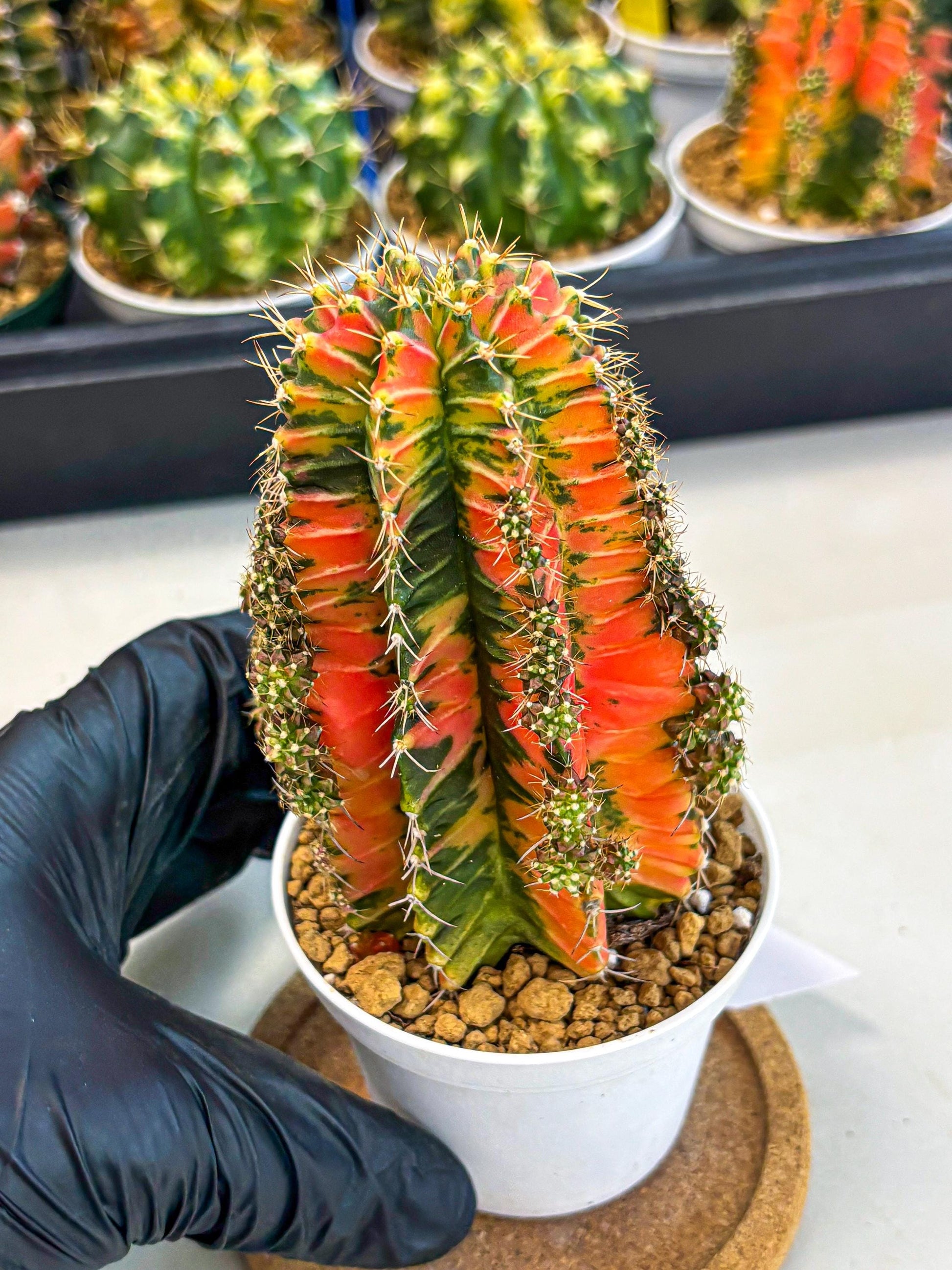 Gymnocalycium Ladybug (gy6) (b1) | Special Hybrid cactus