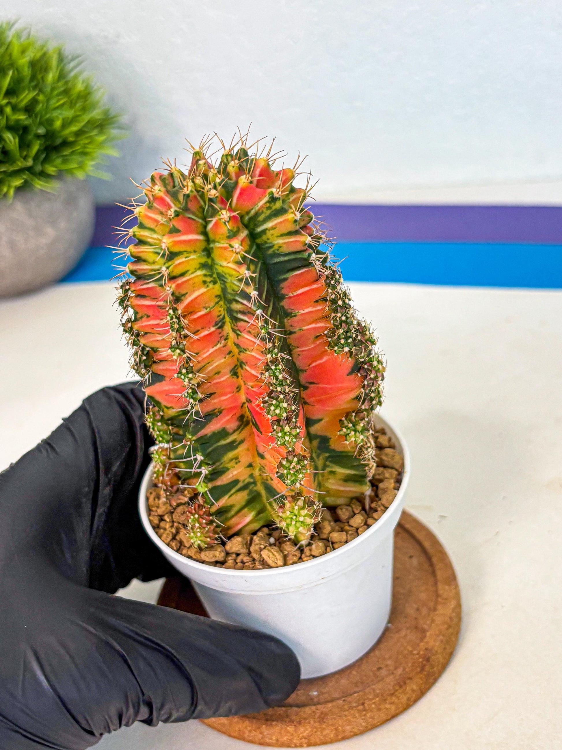 Gymnocalycium Ladybug (gy6) (b1) | Special Hybrid cactus