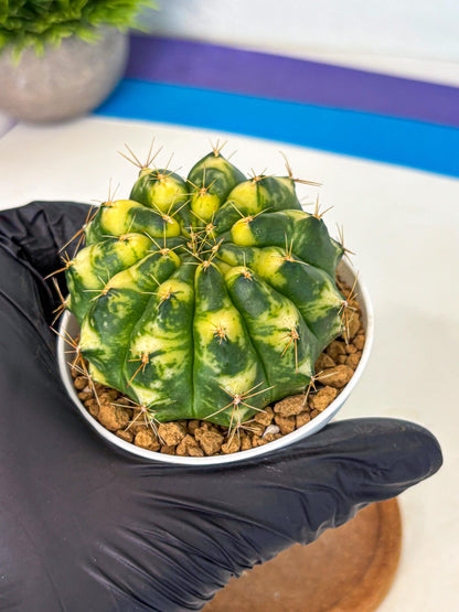 Gymnocalycium Cat Eye (gy6) (b3) | Special Hybrid cactus