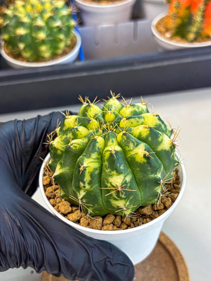 Gymnocalycium Cat Eye (gy6) (b3) | Special Hybrid cactus