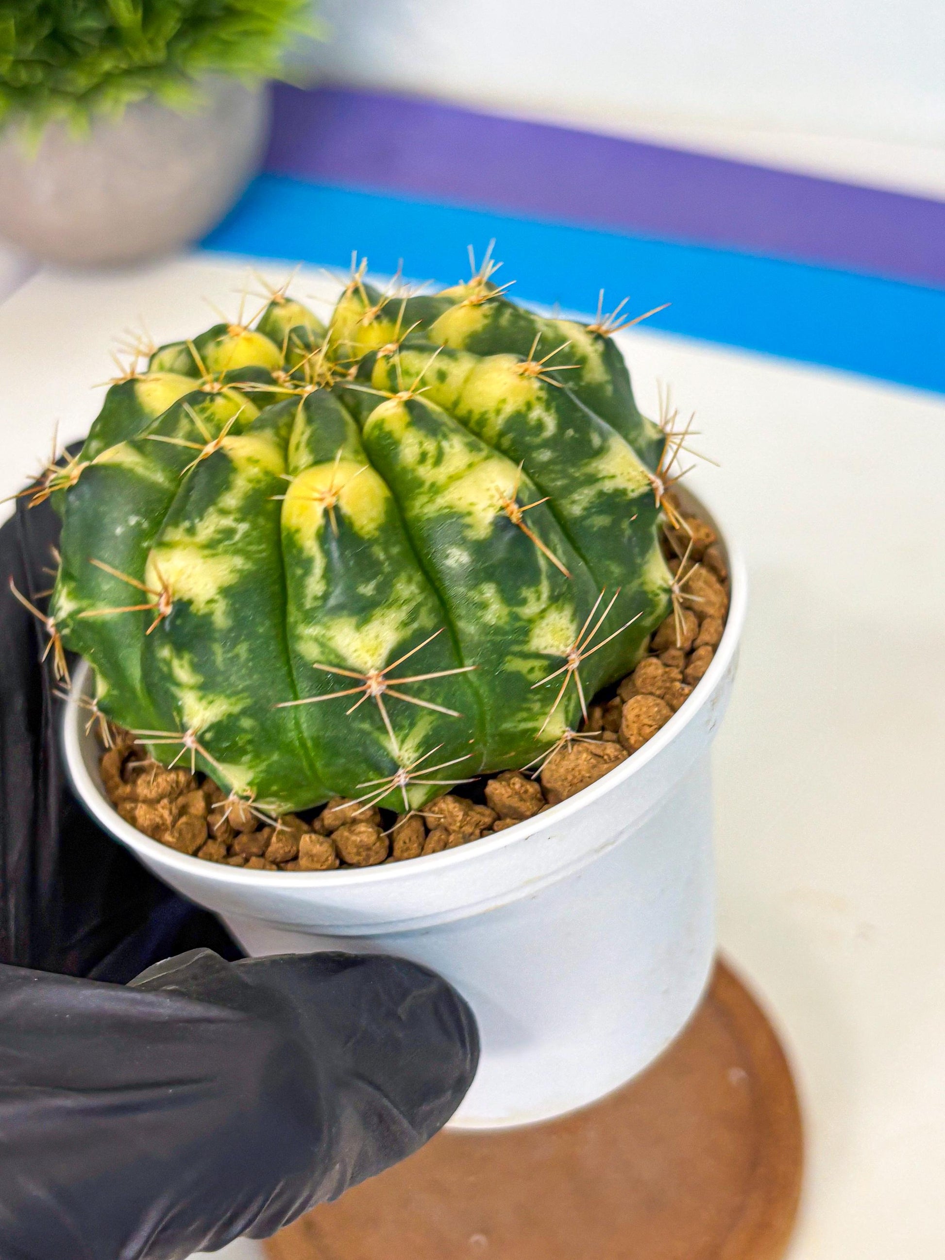 Gymnocalycium Cat Eye (gy6) (b3) | Special Hybrid cactus