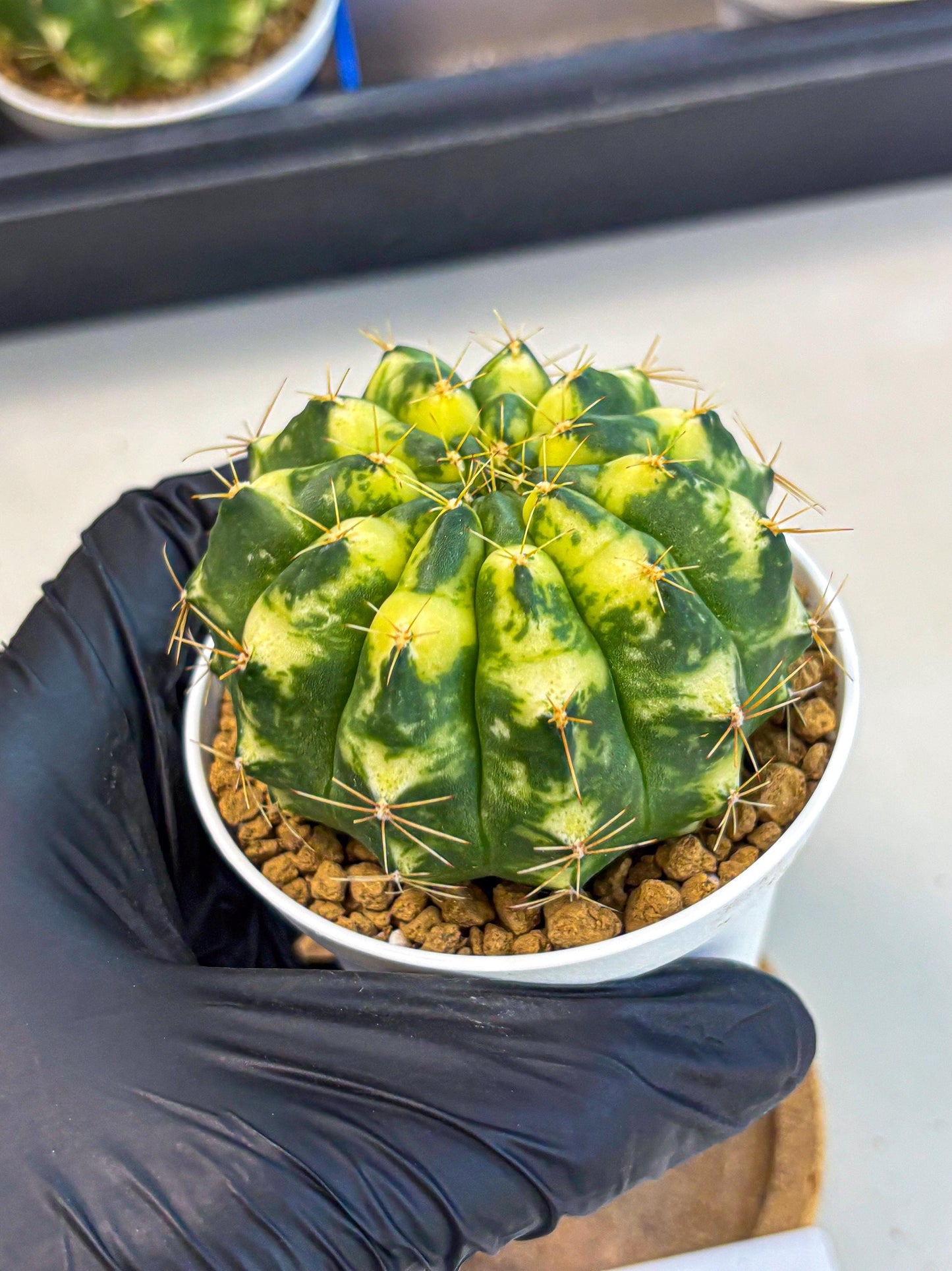 Gymnocalycium Cat Eye (gy6) (b3) | Special Hybrid cactus