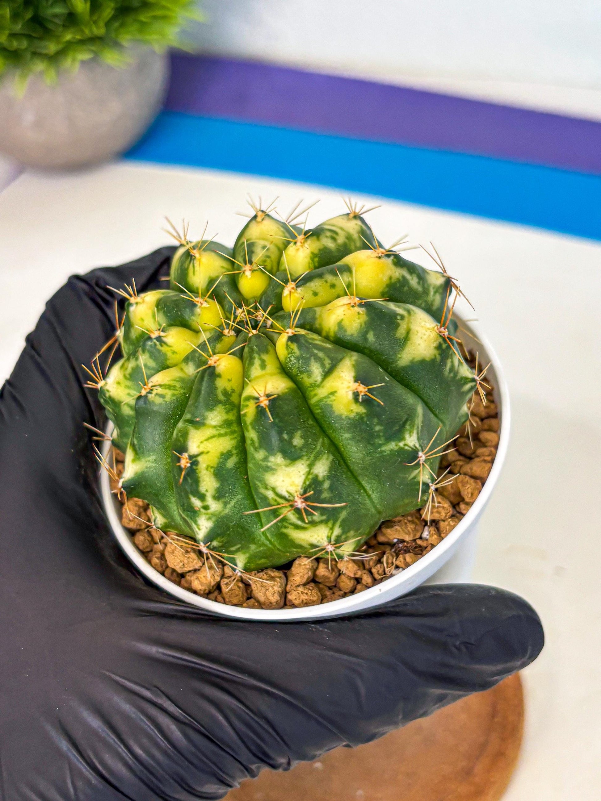 Gymnocalycium Cat Eye (gy6) (b3) | Special Hybrid cactus