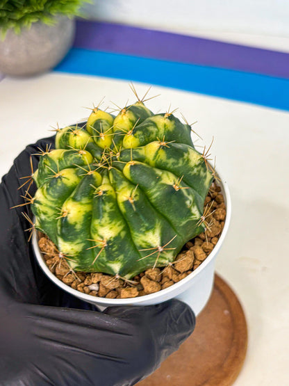 Gymnocalycium Cat Eye (gy6) (b3) | Special Hybrid cactus