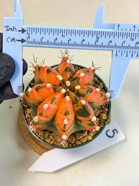 Gymnocalycium Honey Orange (gy6) (b5) | Rare Hybrid cactus