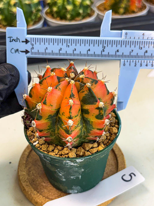Gymnocalycium Honey Orange (gy6) (b5) | Rare Hybrid cactus
