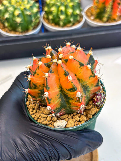 Gymnocalycium Honey Orange (gy6) (b5) | Rare Hybrid cactus