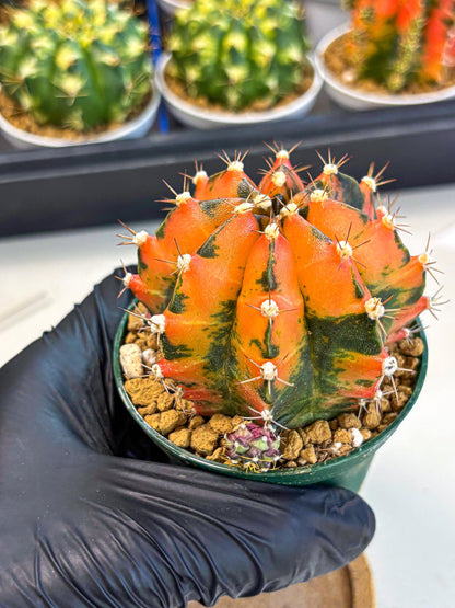 Gymnocalycium Honey Orange (gy6) (b5) | Rare Hybrid cactus