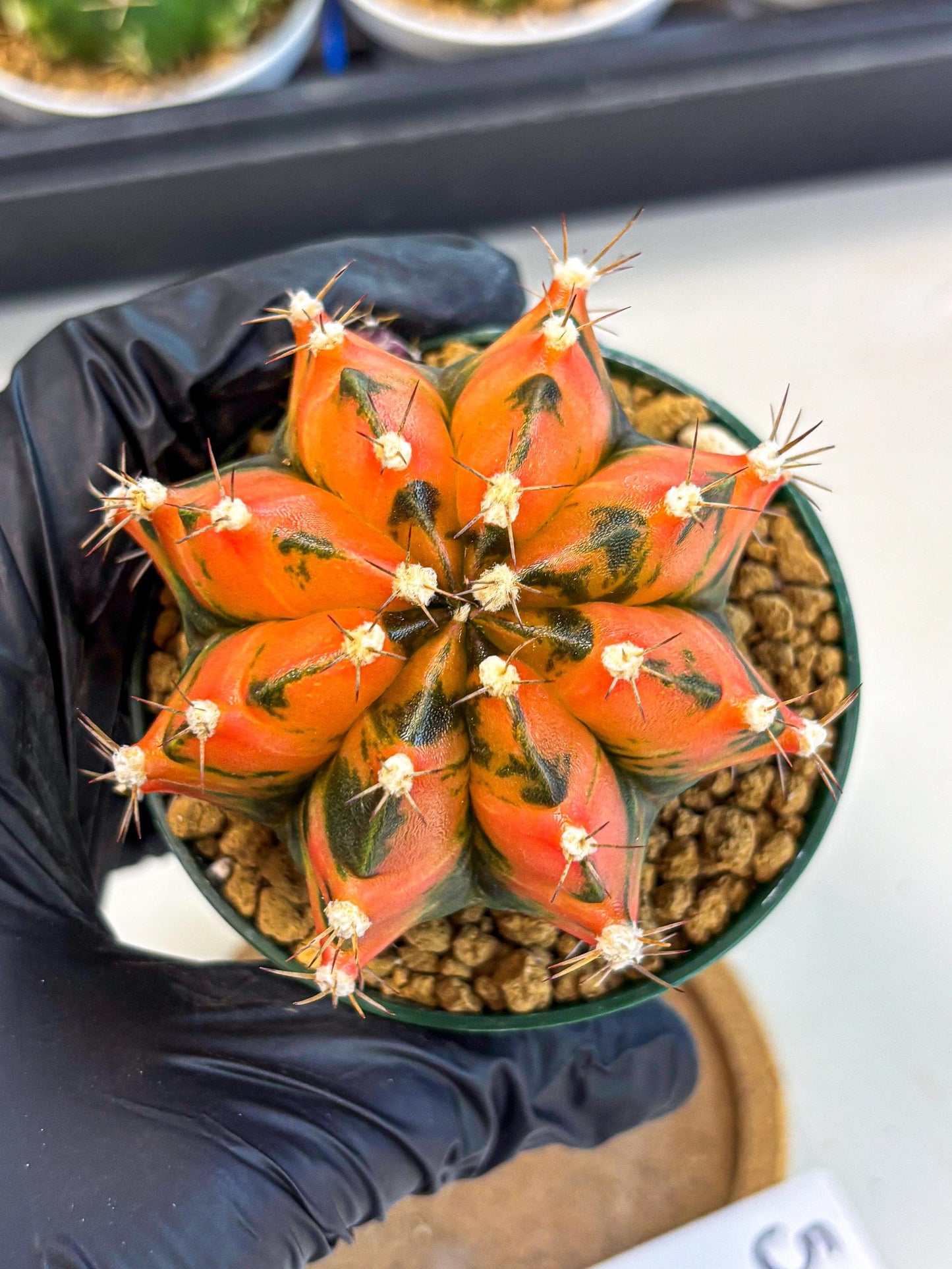 Gymnocalycium Honey Orange (gy6) (b5) | Rare Hybrid cactus