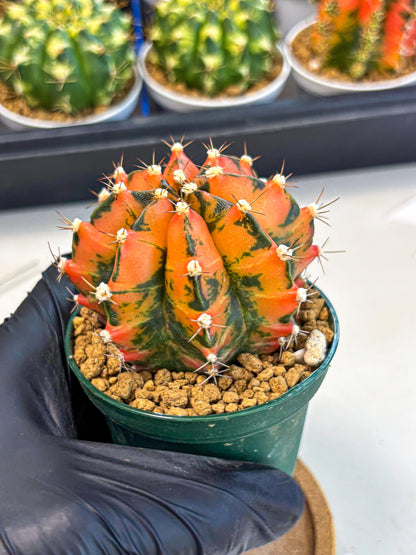 Gymnocalycium Honey Orange (gy6) (b5) | Rare Hybrid cactus