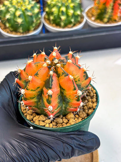 Gymnocalycium Honey Orange (gy6) (b5) | Rare Hybrid cactus