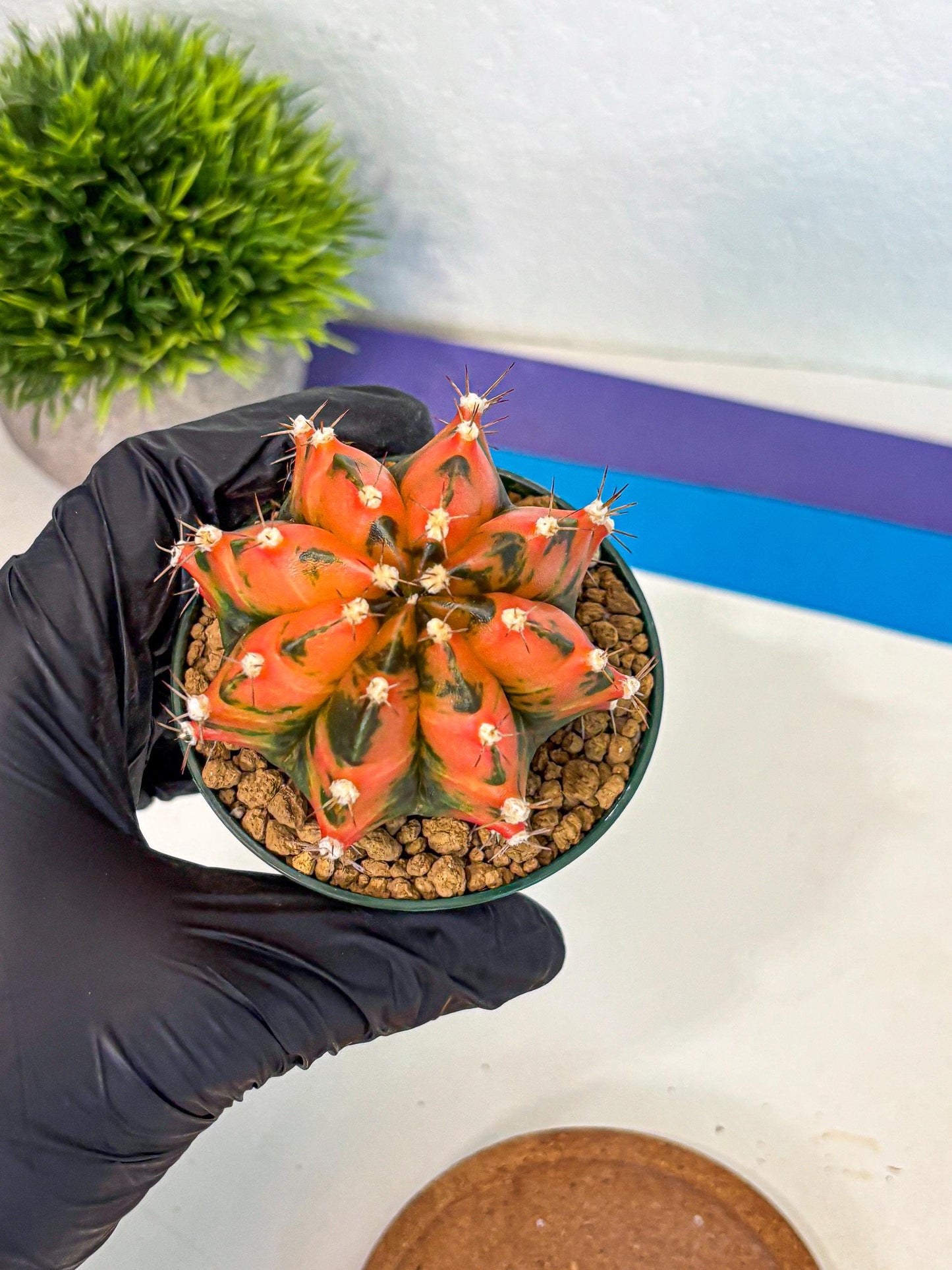 Gymnocalycium Honey Orange (gy6) (b5) | Rare Hybrid cactus