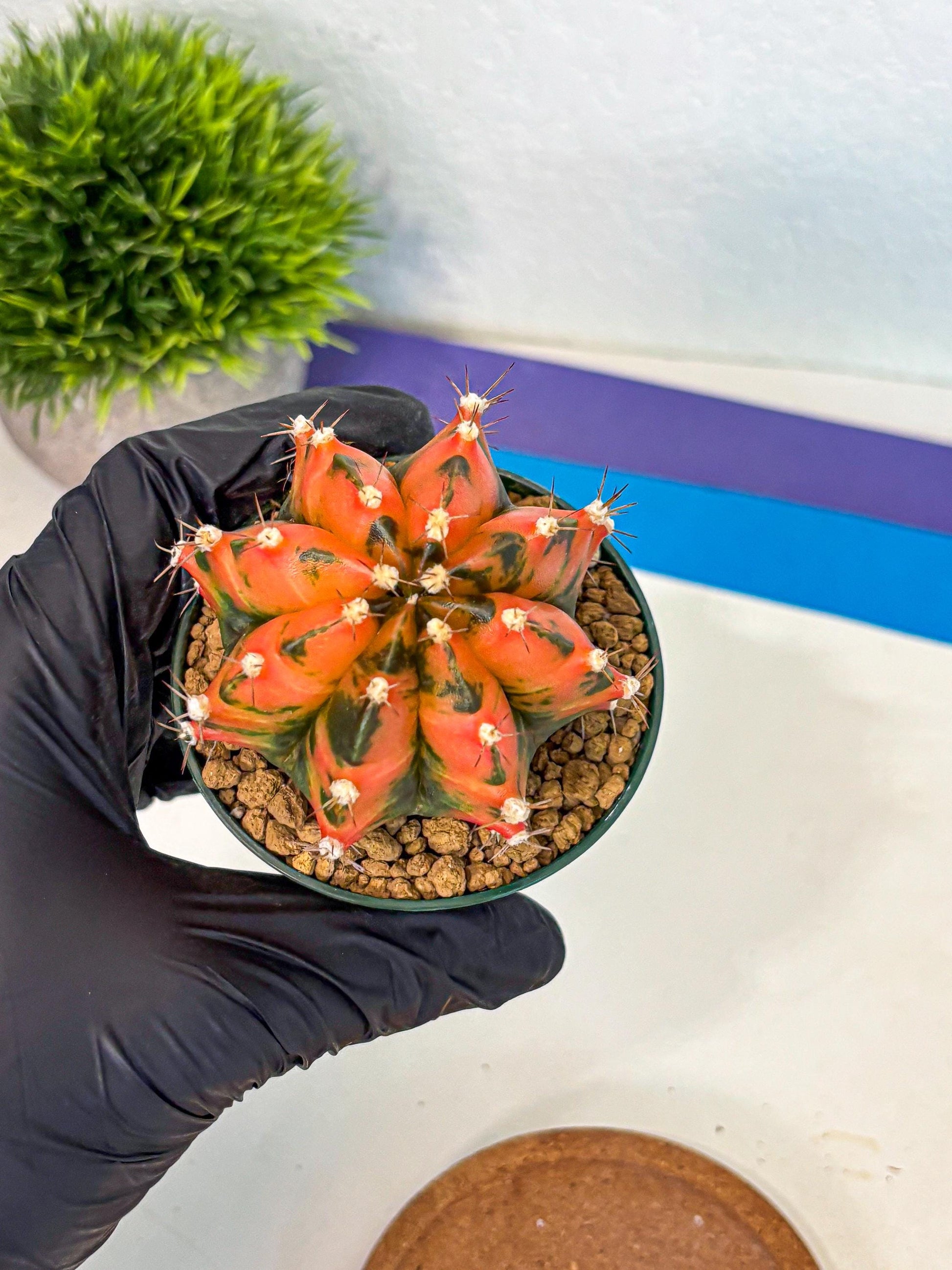 Gymnocalycium Honey Orange (gy6) (b5) | Rare Hybrid cactus