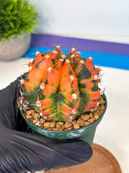 Gymnocalycium Honey Orange (gy6) (b5) | Rare Hybrid cactus
