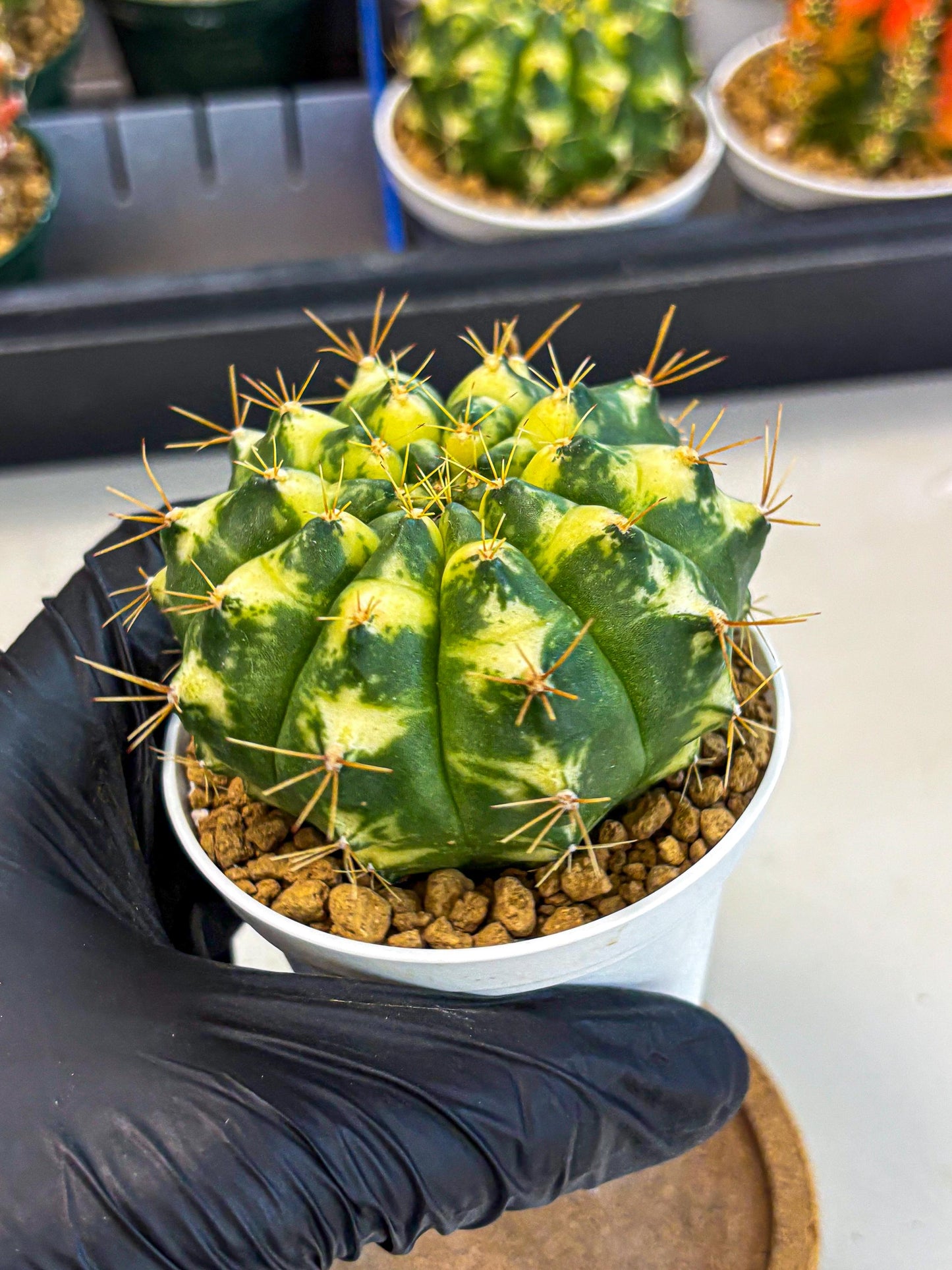 Gymnocalycium Cat Eye (gy6) (b4) | Special Hybrid cactus