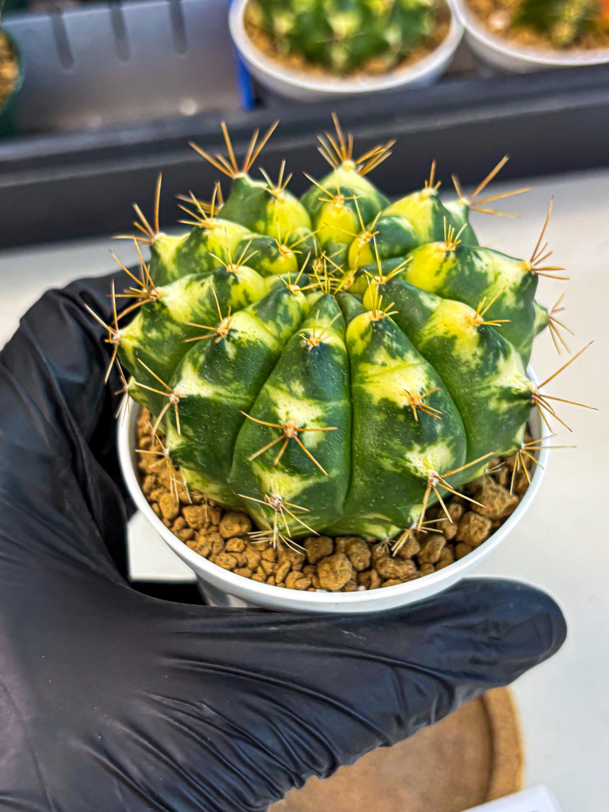 Gymnocalycium Cat Eye (gy6) (b4) | Special Hybrid cactus