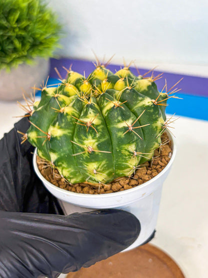 Gymnocalycium Cat Eye (gy6) (b4) | Special Hybrid cactus