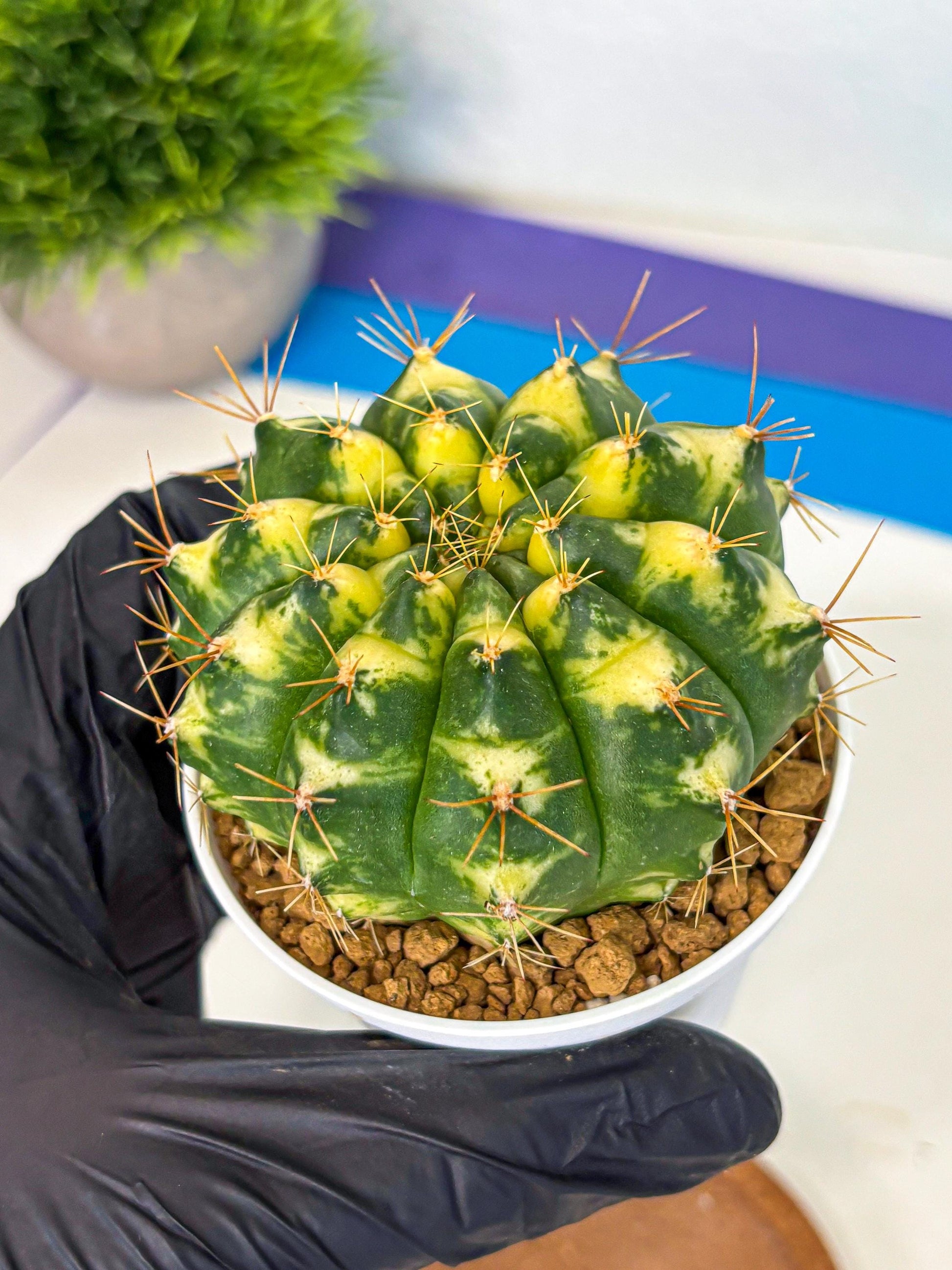 Gymnocalycium Cat Eye (gy6) (b4) | Special Hybrid cactus