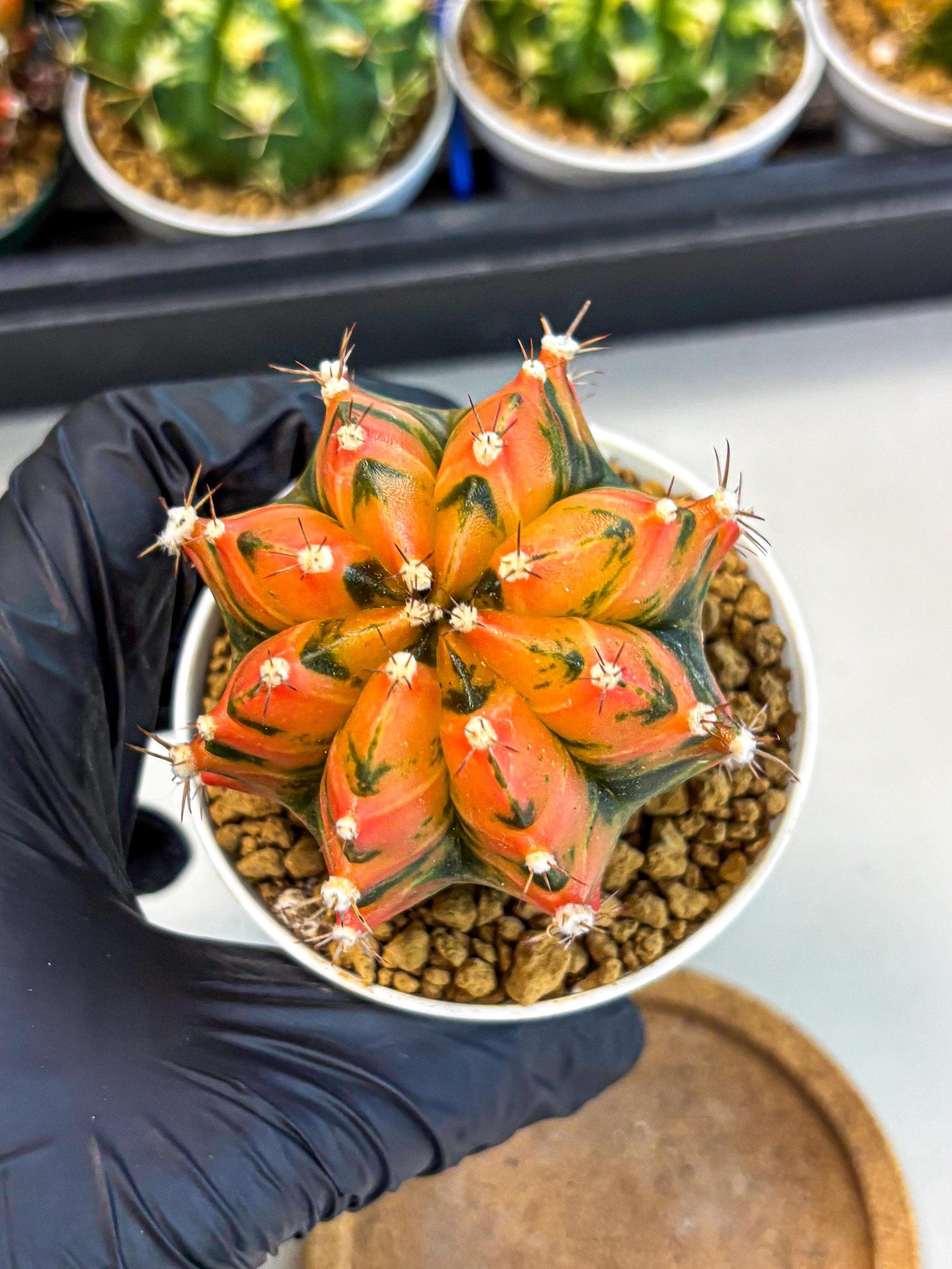 Gymnocalycium Honey Orange (gy6) (b6) | Rare Hybrid cactus