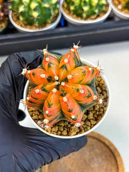 Gymnocalycium Honey Orange (gy6) (b6) | Rare Hybrid cactus