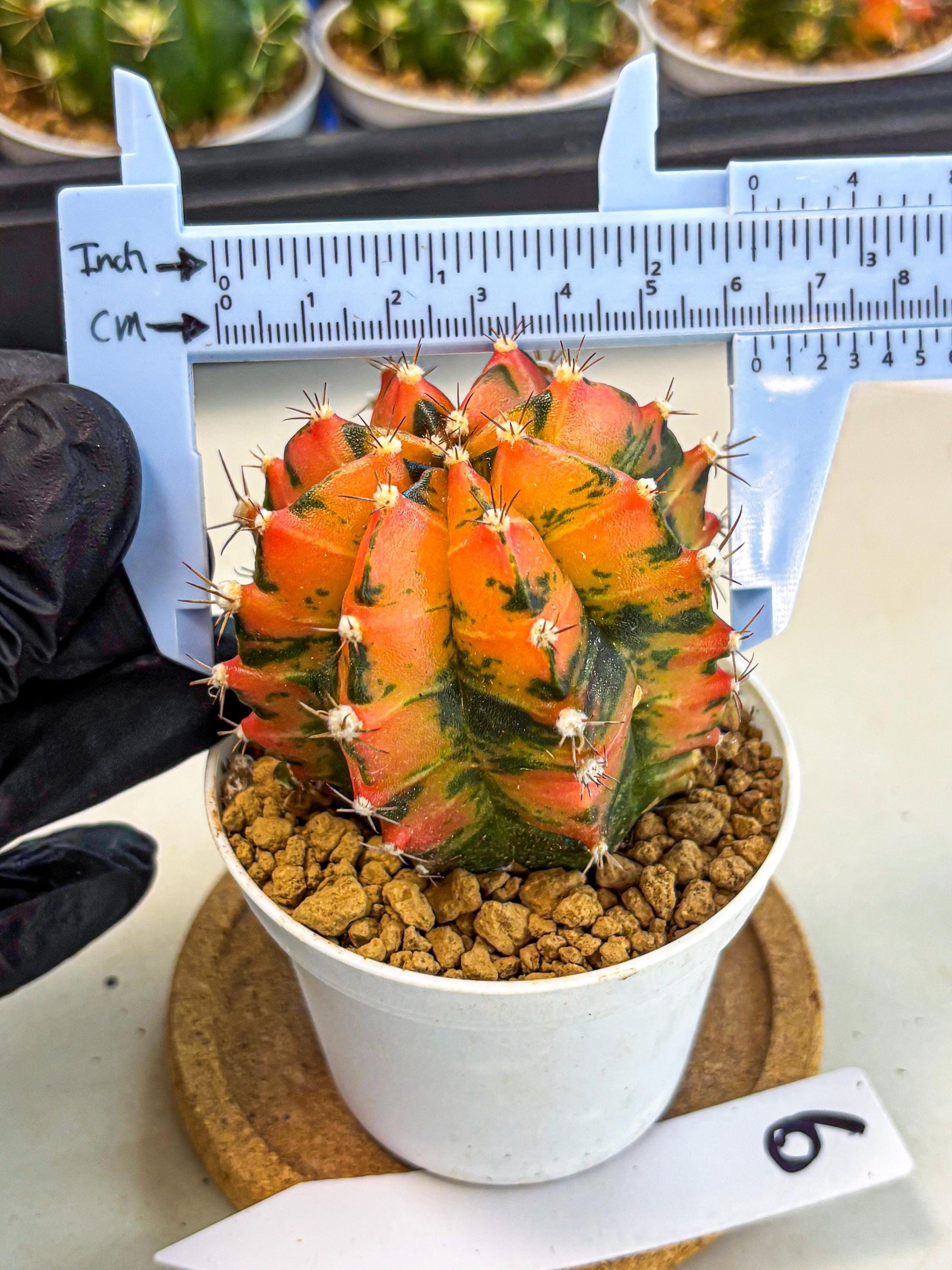 Gymnocalycium Honey Orange (gy6) (b6) | Rare Hybrid cactus
